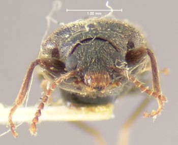 Media type: image;   Entomology 7976 Aspect: head frontal view